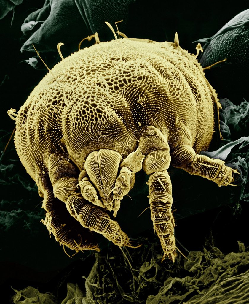 acaro della polvere ingrandito al microscopio