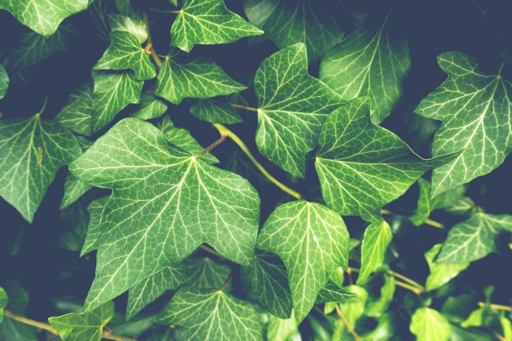 scelta delle piante da giardino