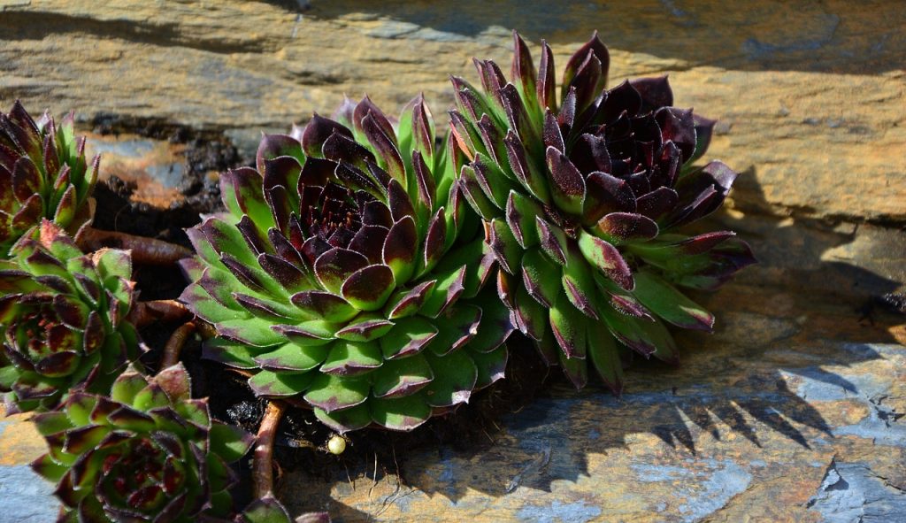 giardino roccioso