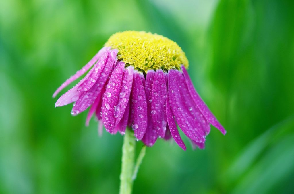 Echinacea
