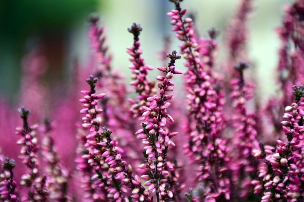 Erica con fiori fuxia